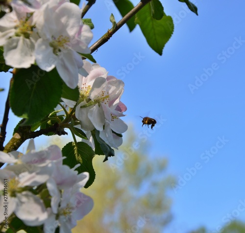 pszczoła