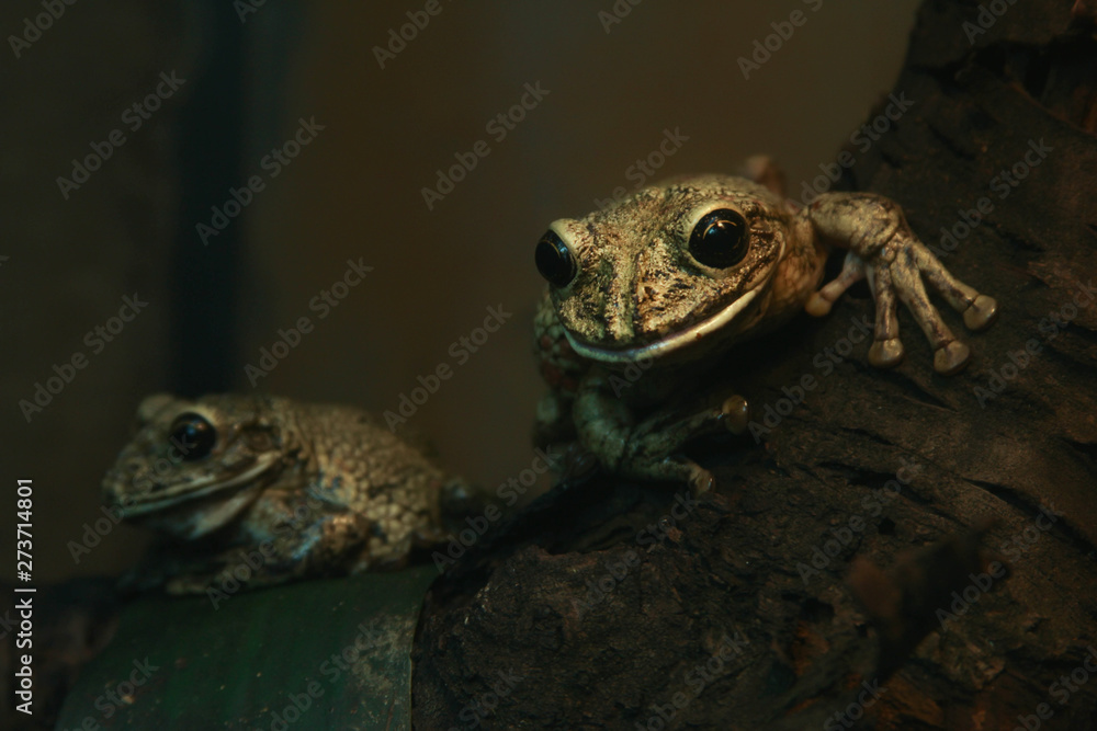 Fototapeta premium tree frogs exotic pets photo for text