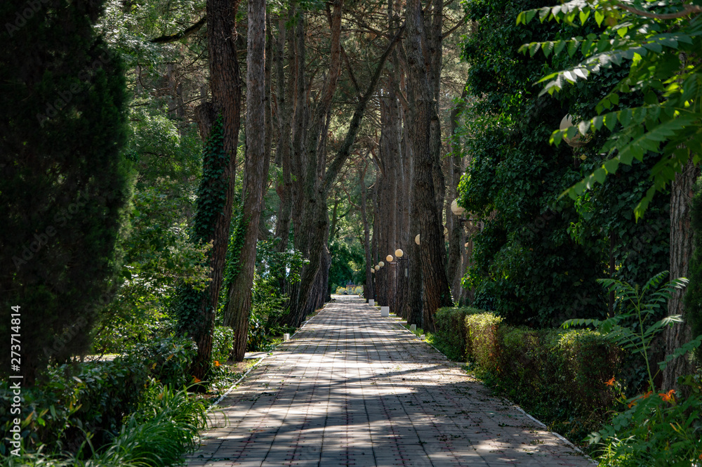 path in the forest