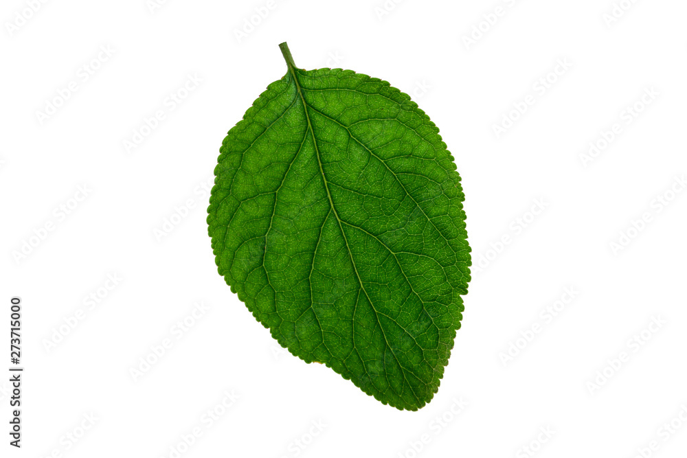 Lime leaf on a white background close-up. Lime leaf on a white background close-up.