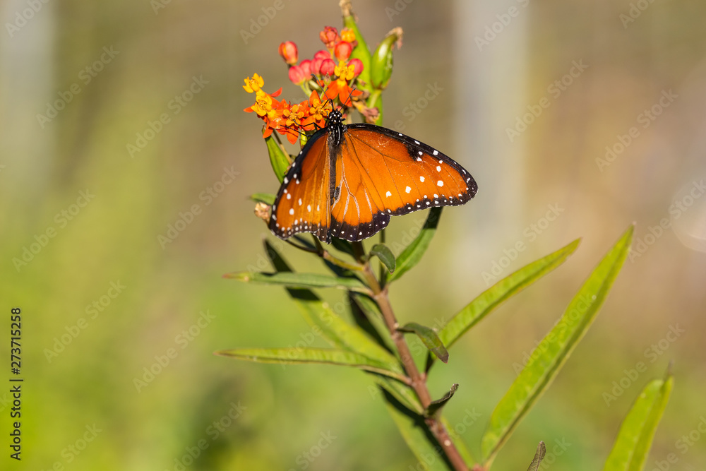Milkweed being used by Monarch Butterfly on its southern migration through Central Texas to Mexico. Milkweed being used by Monarch Butterfly on its southern migration through Central Texas to Mexico.
