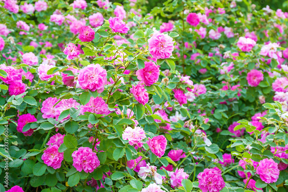 purple flowers rose bushes flowering in garden purple flowers rose bushes flowering in garden