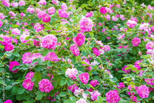 purple flowers rose bushes flowering in garden