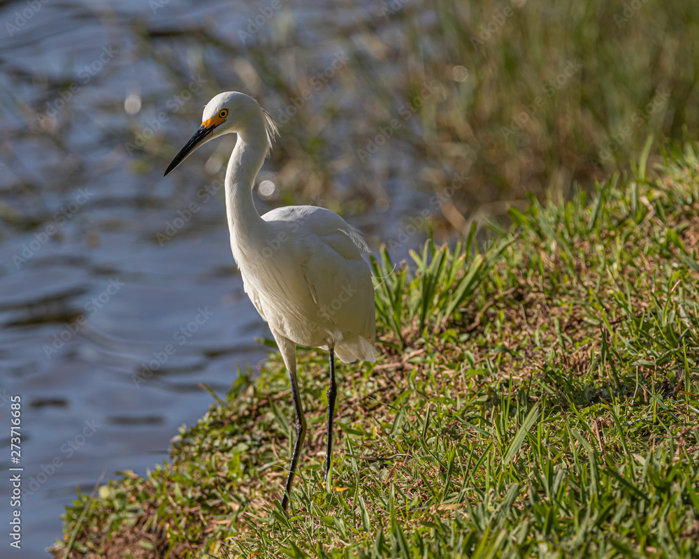 Fototapeta premium White bird hanging around the pond