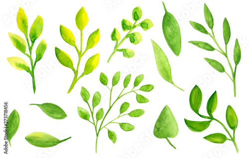 Watercolor leaves set. Hand drawn abstract floral elements isolated on white ...