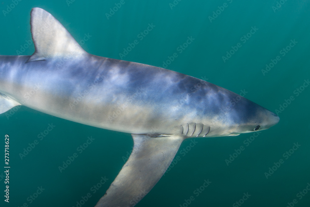 A Blue shark, Prionace glauca, swims in the temperate waters of the Atlantic Ocean off the coast of New England. These sharks sometimes work together to herd prey in order to feed more easily.