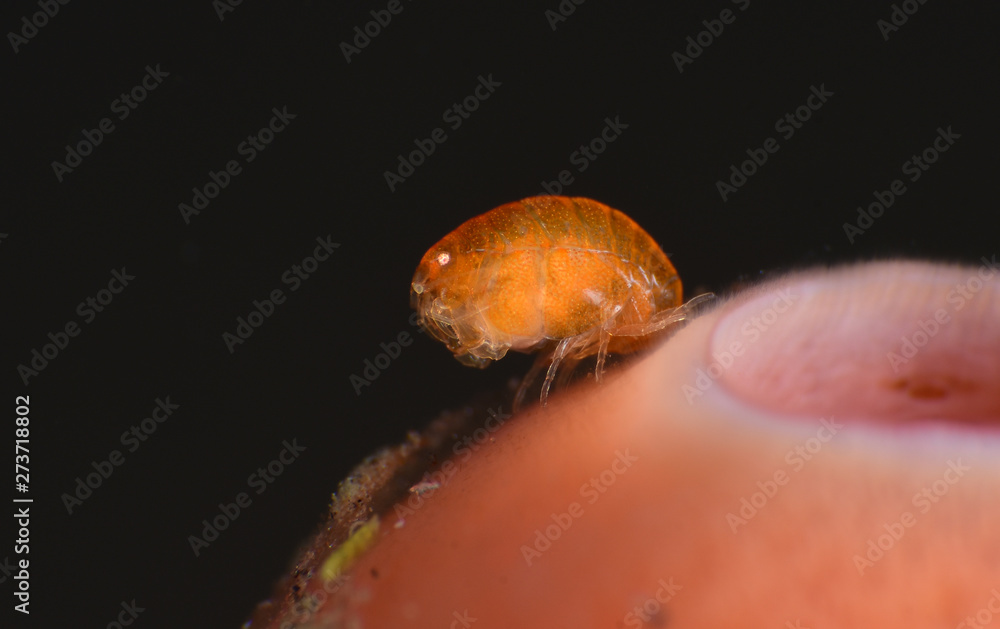 Incredible underwater world - tiny creatures. Orange ladybug amphipod (Lysianassidae sp.)/. Macro photography. Tulamben, Bali, Indonesia.