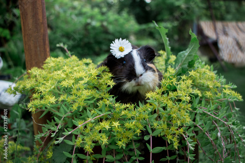 Black guinea pig in yellow flower
