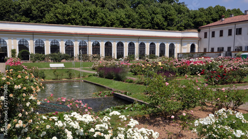 roseto della villa reale di monza in italia, rose garden of the royal villa in italy 