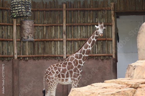Canvas Print giraffe at the zoo