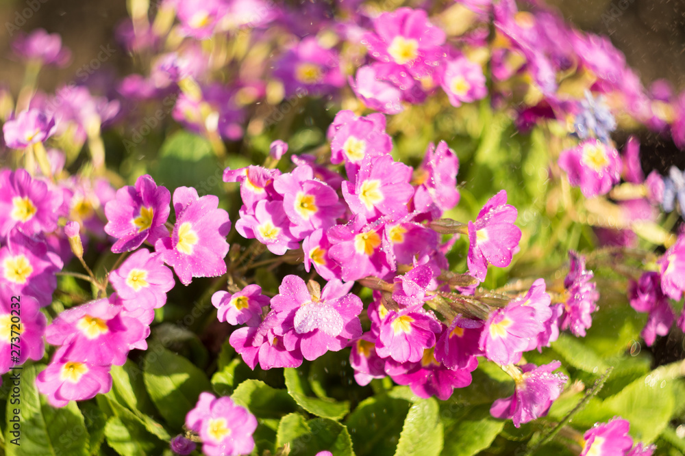 Pink primrose or primula in the spring garden with spray of water. Blurred motion of water spray with deep bokeh