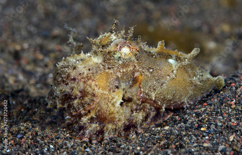 Amazing underwater world - Coconut Octopus. Diving  macro photography  night dive. Tulamben  Bali  Indonesia.