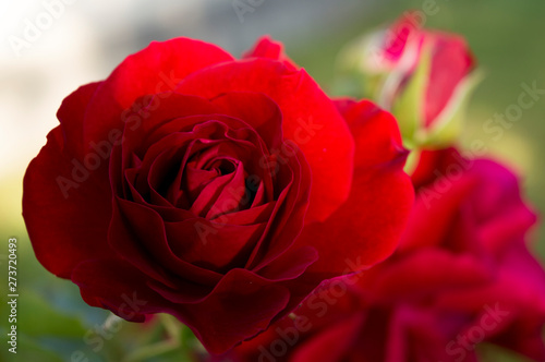 Red garden roses, close up. © Iuliia