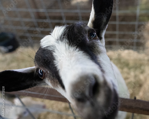 Barnyard menagerie of animals at a county fair 4H and FFA fair entries 