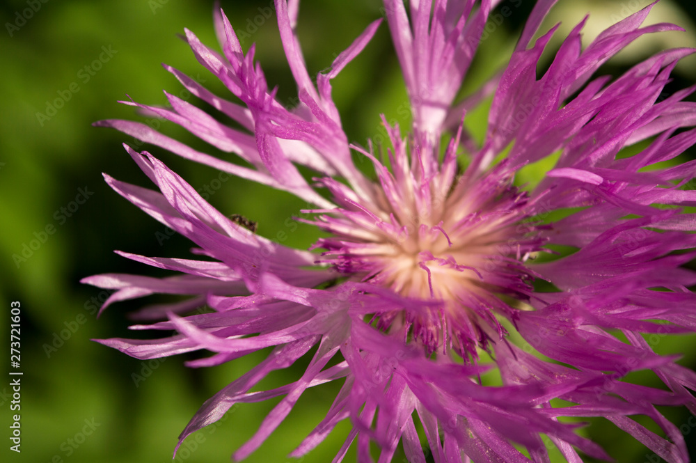 Purple meadow flower of Brown Knapweed or Centaurea jacea macro, selective soft focus on natural green background. Purple meadow flower of Brown Knapweed or Centaurea jacea macro, selective soft focus on natural green background.
