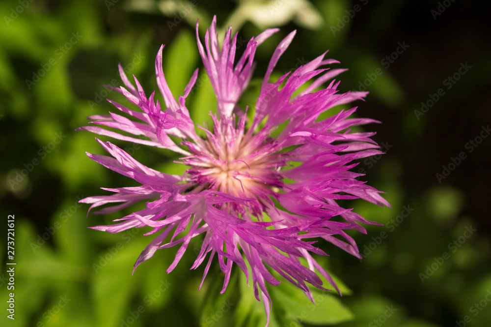 Purple meadow flower of Brown Knapweed or Centaurea jacea macro, selective soft focus on natural green background. Purple meadow flower of Brown Knapweed or Centaurea jacea macro, selective soft focus on natural green background.