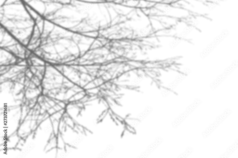 Summer background of shadows branch leaves on a white wall. White and Black for overlaying a photo or mockup Summer background of shadows branch leaves on a white wall. White and Black for overlaying a photo or mockup