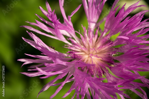 Purple meadow flower of Brown Knapweed or Centaurea jacea macro  selective soft focus on natural green background.