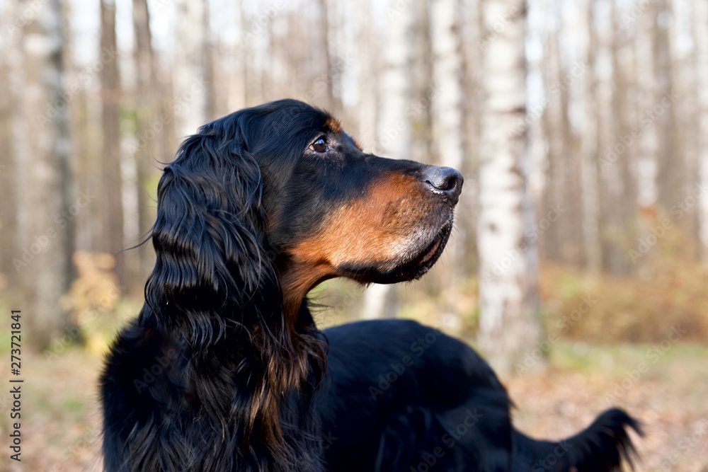 Gordon Setter portrait on nature in a birch grove