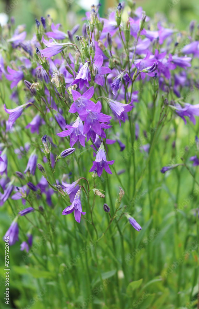 Naklejka premium Flowers bluebells blue flowers resembling a miniature 