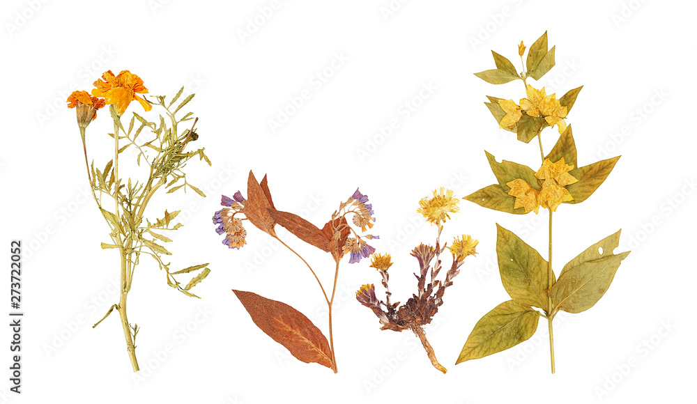 Set of wild dry pressed flowers and leaves Set of wild dry pressed flowers and leaves