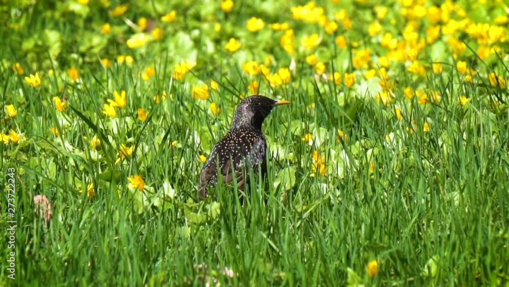 Starling (lat. Sturnus vulgaris) between yellow flowers in slow-motion Starling (lat. Sturnus vulgaris) between yellow flowers in slow-motion
