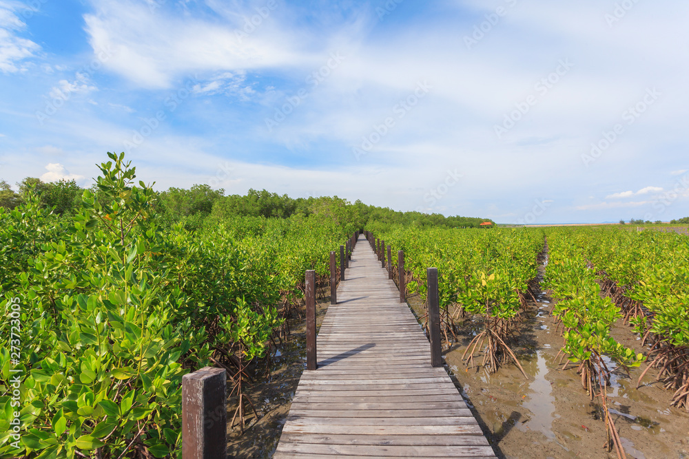 Beautiful green mangroves forest against blue sky background at Chantaburi province, Thailand