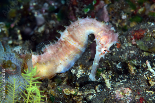 Amazing underwater world - Thorny Seahorse - Hippocampus histrix. Diving, macro photography. Tulamben, Bali, Indonesia.