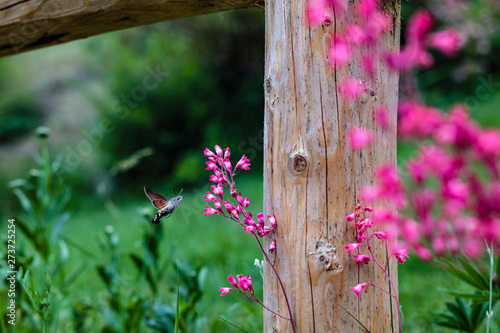 Fruczak gołąbek (Macroglossum stellatarum) photo