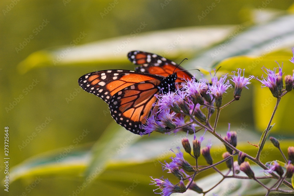 Fototapeta premium butterfly on flower