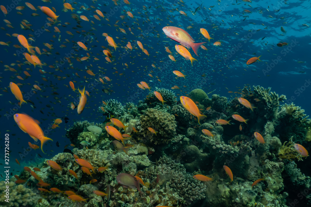 Fototapeta premium Coral reefs and water plants in the Red Sea, Eilat Israel