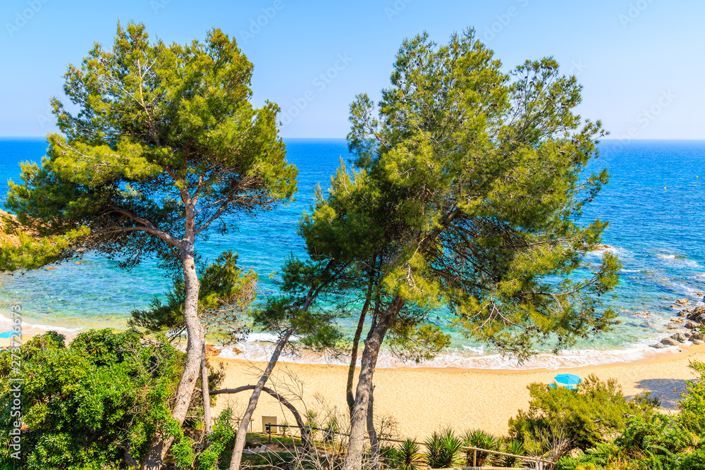 Green pine trees on coastal path along blue sea near Cap Roig, Costa Brava, Spain Green pine trees on coastal path along blue sea near Cap Roig, Costa Brava, Spain