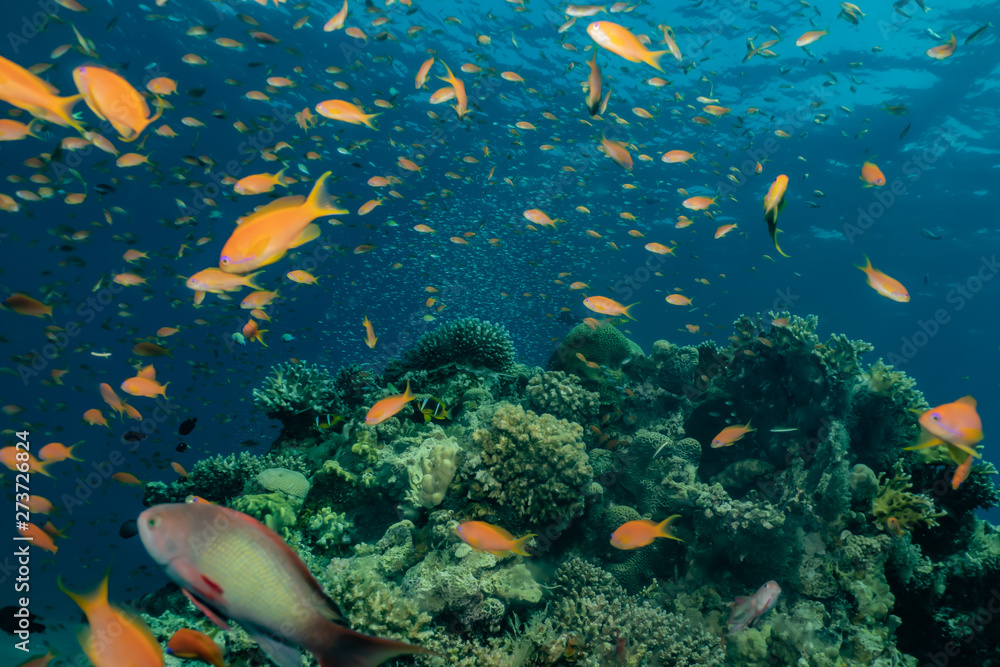 Fototapeta premium Coral reefs and water plants in the Red Sea, Eilat Israel