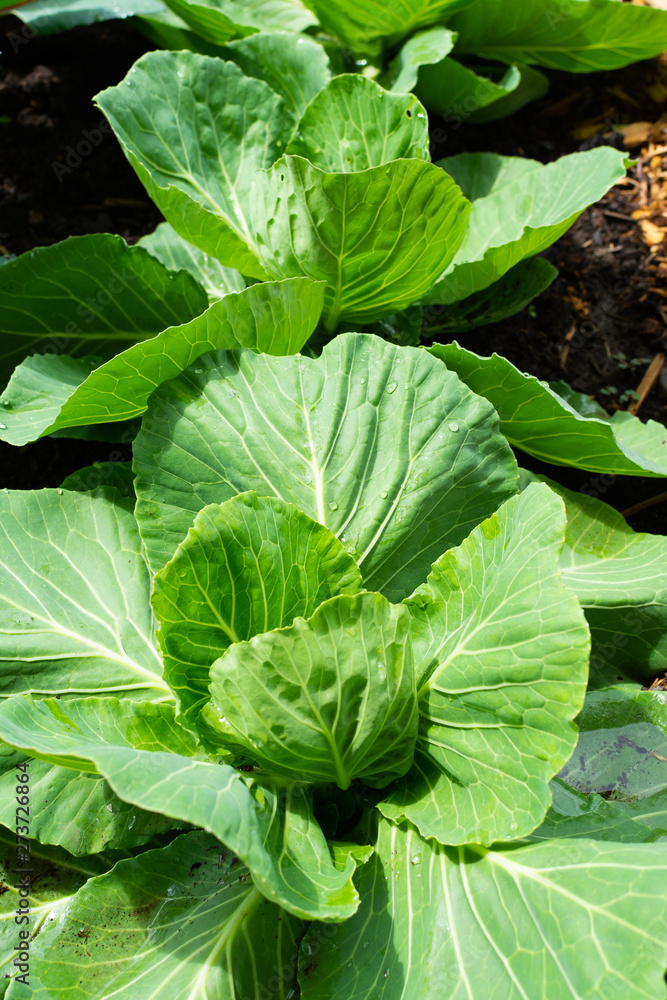 Cabbage Cabbage
