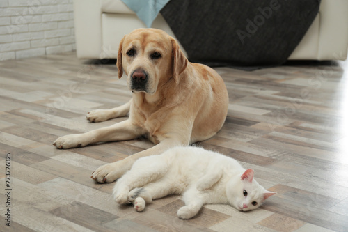 Adorable dog and cat together at home. Friends forever