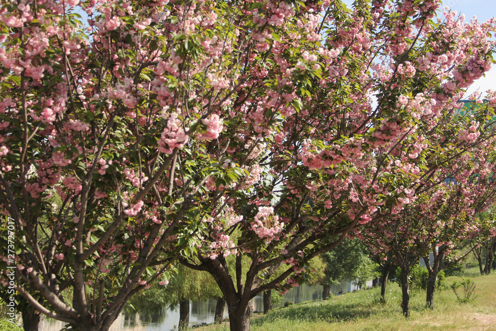 gently pink flowers on the tree photo for text gently pink flowers on the tree photo for text