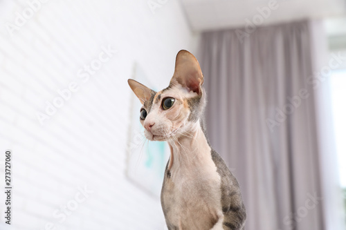 Adorable Sphynx cat on sofa at home, low angle view. Cute friendly pet