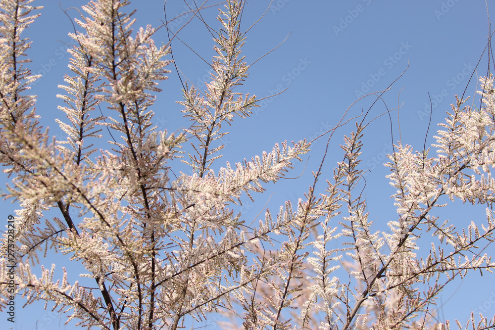 gently pink flowers on the tree, flowering trees, texture
