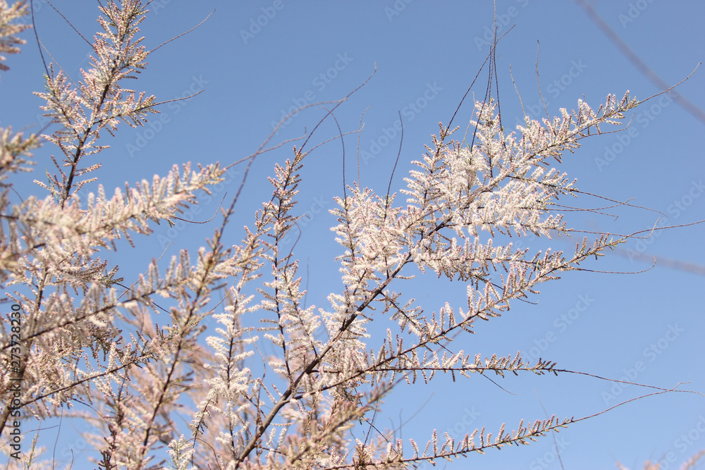 gently pink flowers on the tree, flowering trees, texture gently pink flowers on the tree, flowering trees, texture