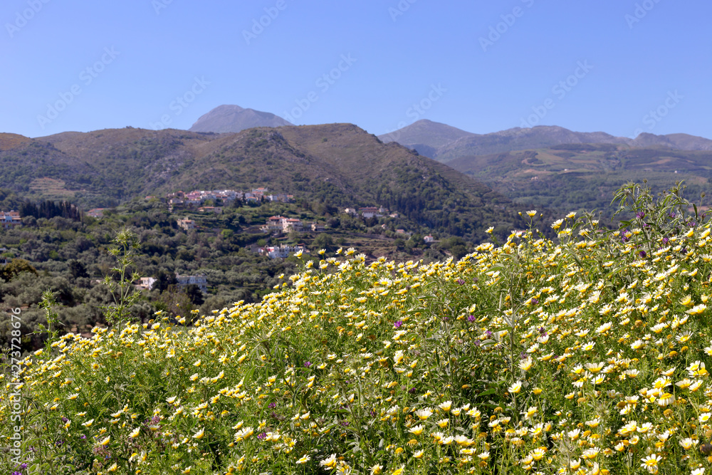 Spring meadow in the mountains