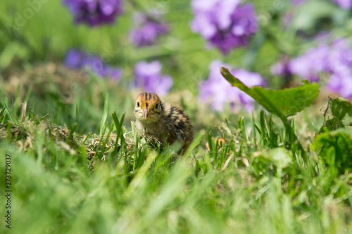 junges Wachtelküken draußen auf einer Blumenwiese © mfotohaus