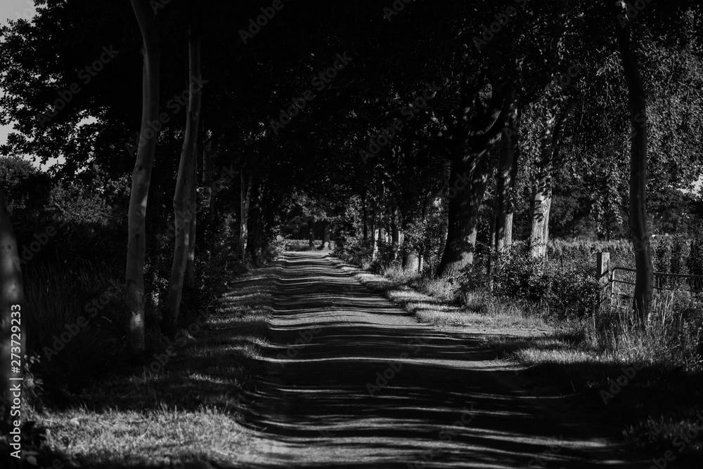 Obraz premium road in the forest