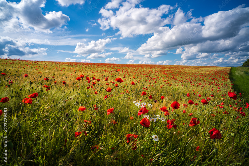 Sommerglück mit blühendem Mohn in Gerstenfeld unter strahlend blauem Himmel (D, Bayern, Unterfranken, Grabfeld) Sommerglück mit blühendem Mohn in Gerstenfeld unter strahlend blauem Himmel (D, Bayern, Unterfranken, Grabfeld)