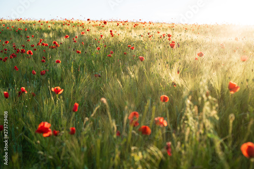 atmosphärisches, strahlendes Sonnenlicht auf blühendes Getreide/Mohnblumenfeld (D, Bayern, Unterfranken, Grabfeld)
