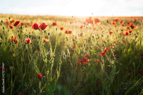 strahlendes Sonnenlicht, Gegenlicht auf blühenden Mohn in Gerstenfeld