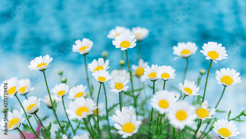 White daisy on blue background