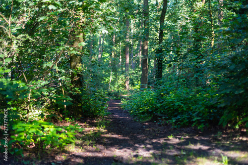 trees in the forest