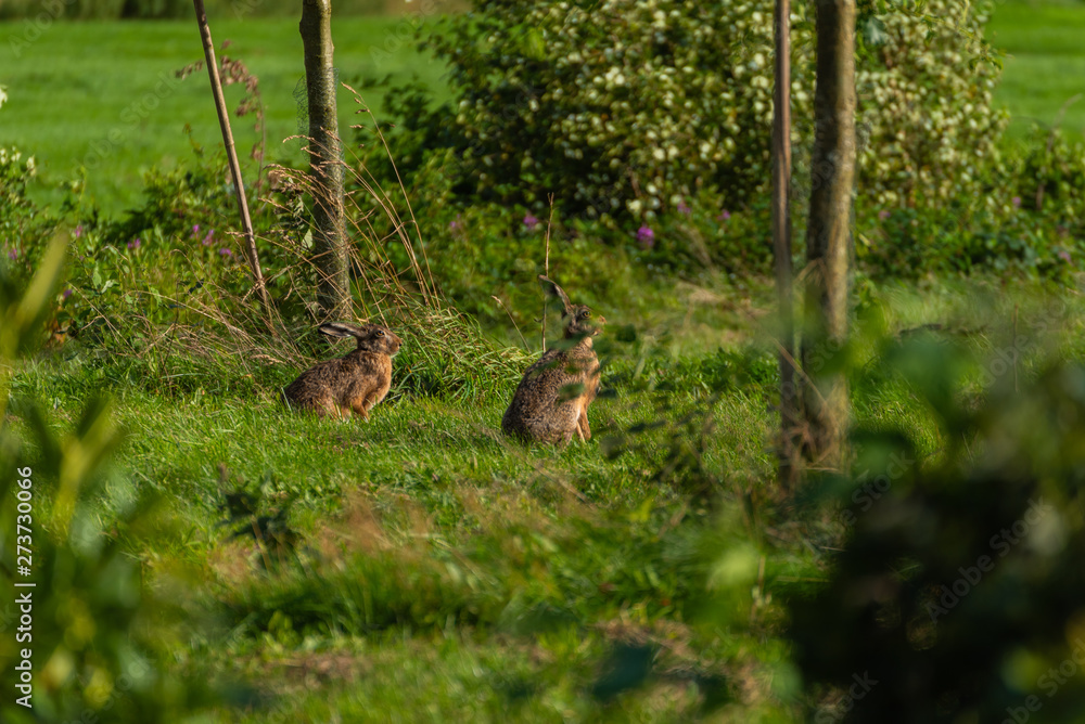 Fototapeta premium deer in the forest