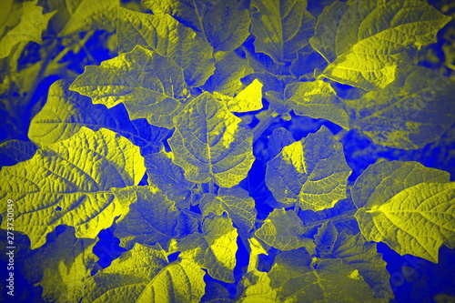 Beautiful pattern with leaves on a blue background .Summer background . Print for book covers, textile,fabric,wrapping gift paper