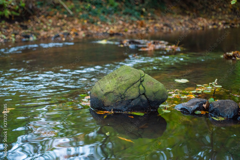 Fototapeta premium turtles swimming in pond